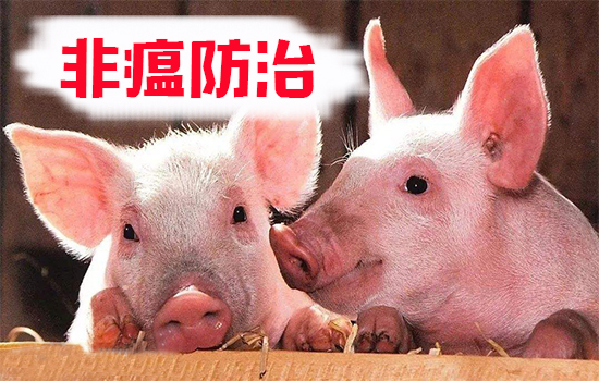 非洲豬瘟防治 非洲豬瘟防治